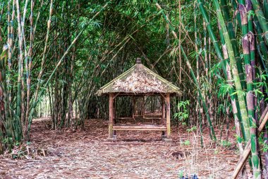 Bali 'de sakin bir bambu ormanı. Yoğun yeşilliklerin arasına yerleşmiş, kırsal bir ahşap kulübe. Doğanın güzellikleriyle çevrili huzurlu bir geri çekilme sunuyor..