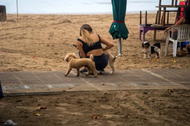 Bali, Endonezya, 11 Kasım 2023: Huzurlu bir Bali sahilinde, atletik giyimli bir insan oyuncu köpeklerle etkileşim içindedir. Arka plandaki plaj sandalyeleri ve şemsiyeler sakin, tropikal ortamı tamamlıyor.