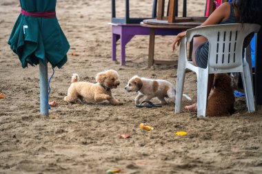 Bir insan plastik sandalyede dinlenirken kumlu bir plajda buluşan iki neşeli yavru köpek. Etrafa saçılmış ahşap masaları olan, deniz mavisi kumaşlı katlanmış bir plaj şemsiyesi..