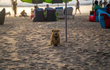 Ön planda sevimli bir köpeğin oturduğu kumlu bir Bali sahnesi, plaj sandalyeleri ve arka planda bulanık insanlar. Altın saat ışığı.