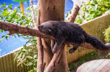 Tropik yeşillik ve havuzla çevrili bir ağaç dalında dinlenen siyah bir binturong. Endonezya, Bali 'de yakalanan bu huzurlu an yaratığın eşsiz cazibesini ve bölgenin biyolojik çeşitliliğini gözler önüne seriyor..