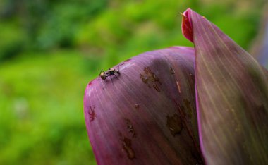 Mor nilüfer tomurcuğunun polyrhachis ile makro çekimi karıncaların yüzeyini keşfederek çiçeğin hassas katmanlarını bulanık yeşil bir arka plana karşı sergiliyor..