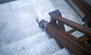 Bir kedi merdivenin altından yukarı bakar gri taş basamakları ve ahşap korkulukları vardır..