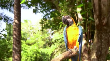 Canlı papağan, tropikal bir ortamda bir ağaç dalına huzur içinde tünemiş.