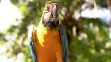 Yakından çekilen canlı bir papağan, renkli tüyleri parlak bir şekilde Bali 'deki bir dala nazikçe döner..