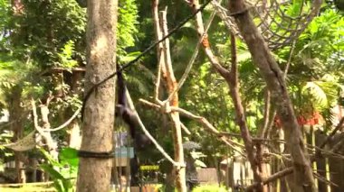 Siyah bir jibon, güneşin aydınlattığı tropikal bir çevredeki karmaşık halatlar, dallar ve tırmanma yapılarından oluşan bir ağda dolaşırken dikkat çekici bir kol uzantısı sergiliyor..