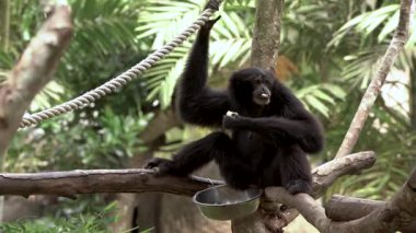 Siyah kürklü siamang şalgamı, bir ağaç dalına sakince tünemiş muzu yiyor. Bir eliyle, yemyeşil bir tropikal çimenliğin ortasında asılı halatı tutuyor.