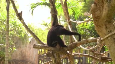 Siyah kürklü siamang şalgamı, bir ağaç dalına sakince tünemiş muzu yiyor. Bir eliyle, yemyeşil bir tropikal çimenliğin ortasında asılı halatı tutuyor.