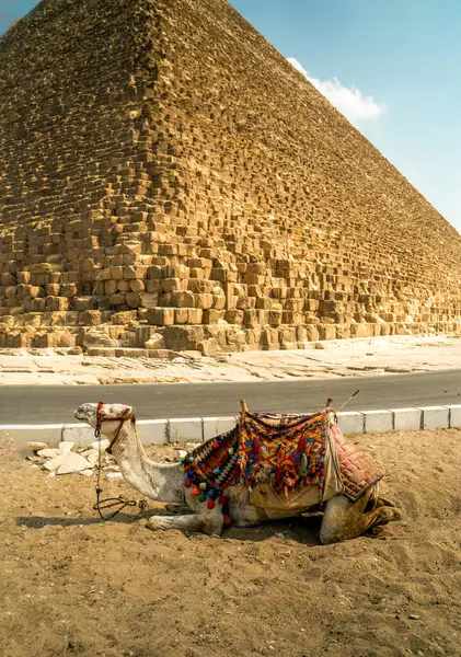 İkonik Büyük Piramit 'in yanında renkli bir deve duruyor, parlak mavi gökyüzü altında Mısır' ın zengin kültürel mirasını ve antik mimarisini sergiliyor..