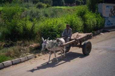 Kahire, Mısır - 11 Eylül 2023: Bir adam Mısır 'da sessiz, manzaralı bir yolda eşek arabasıyla geziyor. Çevredeki yeşil yapraklar ve sakin çevre, kırsal gelenekleri ve Mısır kültürünü mükemmel bir uyum içinde yansıtıyor..
