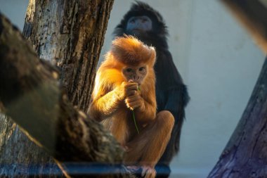 Altın maymun, turuncu kürklü genç bir Lutung maymunu bitki sapını yiyor ve arka planda siyah kürklü bir maymun odak noktasını kaybediyor..