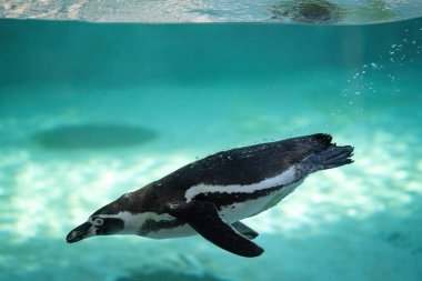 Bir Afrika pengueni kristal berraklığında süzülerek yüzerken vücudundan kabarcıklar süzülür..