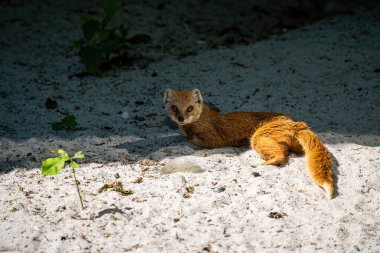 Çalı kuyruklu küçük kahverengi firavun faresi doğal ortamdaki kumlu zeminde dinleniyor, vahşi firavun faresi kumların üzerinde uzanmış tüylü kuyruğu ve tetikte bekliyor.