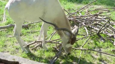 Güneş ışığında yemyeşil çimlerde otlayan görkemli antiloplar, doğal bir doğa ortamında bir yığın ahşap dalla çevrili, vahşi yaşamın ve doğanın güzelliğini gözler önüne seriyor..