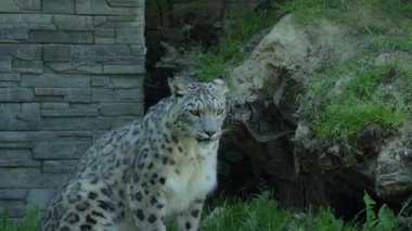 Kar leoparı, taş duvar ve kaya oluşumuyla doğal bir hayvanat bahçesi ortamında yeşil çimlerin üzerinde sakince oturuyor. Görkemli ve uyanık büyük kedi..