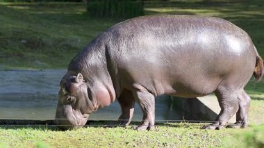 Büyük bir su aygırı güneş ışığıyla çevrili bir göletin yakınında otlarken görülüyor. Görüntü, doğal ortamında vahşi yaşamın huzurlu bir sahnesini yakalıyor ve huzurlu bir anı vurguluyor..