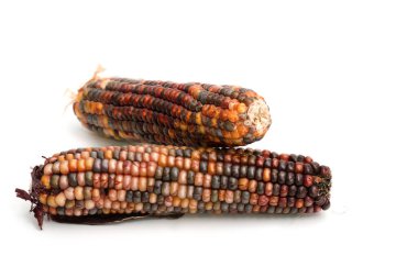 Multicolored corn cob on a white background