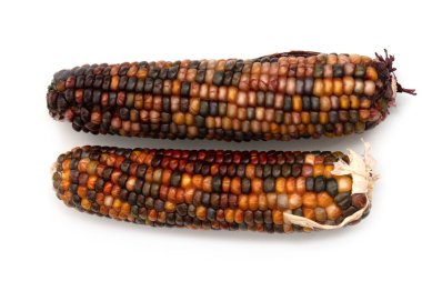 Multicolored corn cob on a white background