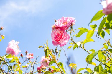 Mavi arkaplanda pembe güller