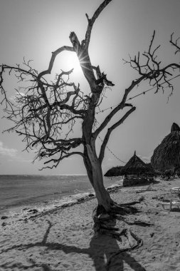 Denizin arka planında kurumuş bir ağacın siyah beyaz fotoğrafı.