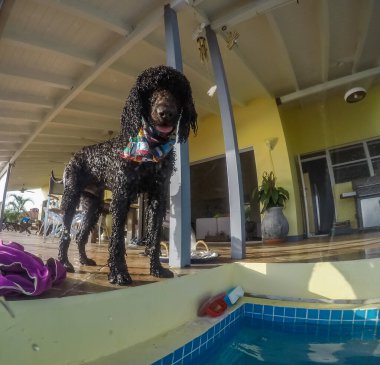 Tatlı ıslak köpek yüzme havuzunun yanında duruyor. 