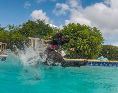 Havuzda yüzen sevimli köpek.