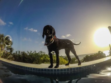 Tatlı ıslak köpek yüzme havuzunun yanında duruyor. 