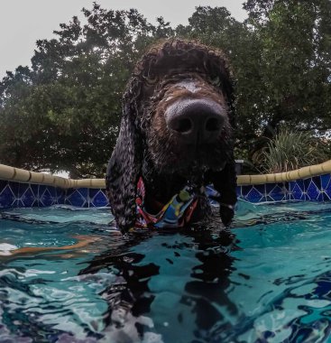 Havuzda yüzen sevimli köpek.