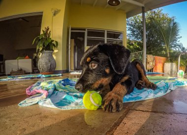 Yüzme havuzunun yanında oyuncak topla oynayan sevimli bir köpek.