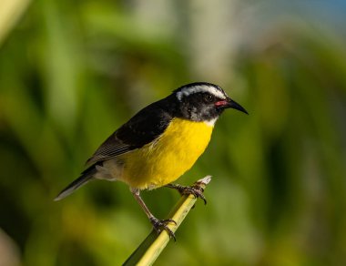 Bir ağacın dalındaki kuş. 