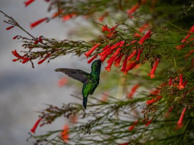 Sinekkuşu kırmızı çiçeklerle çalıların yakınında uçuyor.