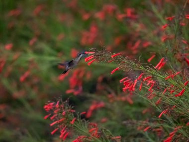 Sinekkuşu kırmızı çiçeklerle çalıların yakınında uçuyor.