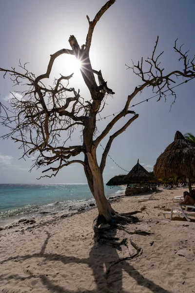 Piękna Tropikalna Plaża Morzem Wysuszonym Drzewem — Zdjęcie stockowe