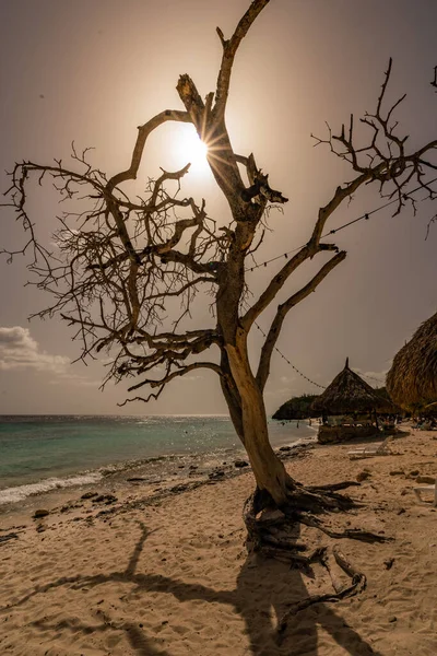 Schöner Tropischer Strand Mit Meer Und Getrocknetem Baum — Stockfoto