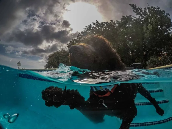 Милий Собака Плаває Басейні — стокове фото
