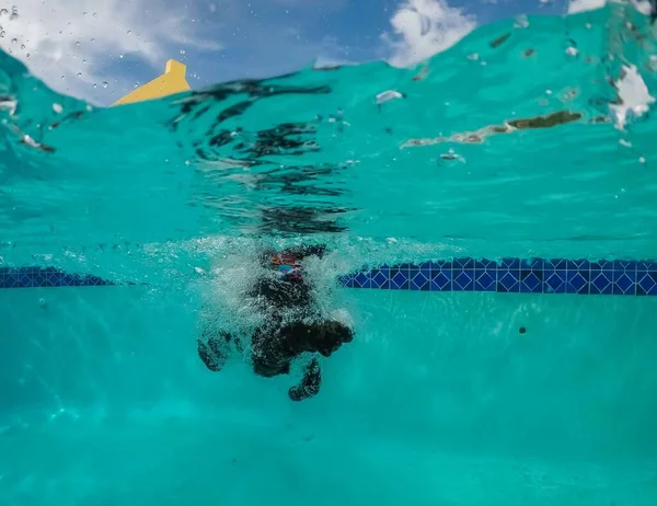 Милий Собака Плаває Басейні — стокове фото