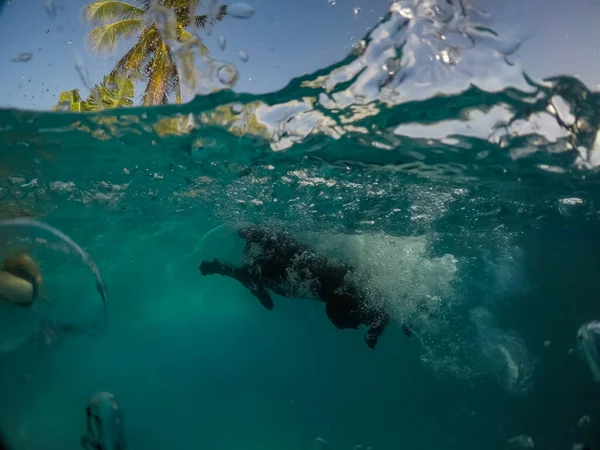Bonito Cão Nadando Piscina — Fotografia de Stock