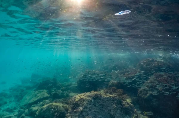 Vacker Undervattensutsikt Havet — Stockfoto