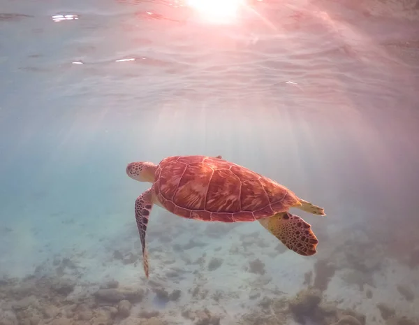Черепаха Голубой Воде Океана — стоковое фото