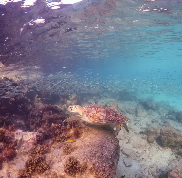 Teknős Óceán Kék Vizében — Stock Fotó