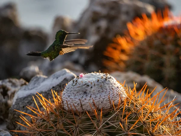 Hummingbird Flight Cactus Flower — Stock Photo, Image