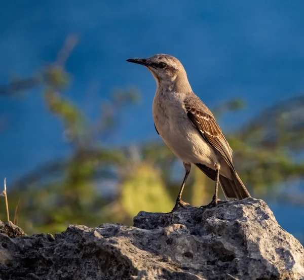 Schöner Vogel Auf Einem Felsen — Stockfoto