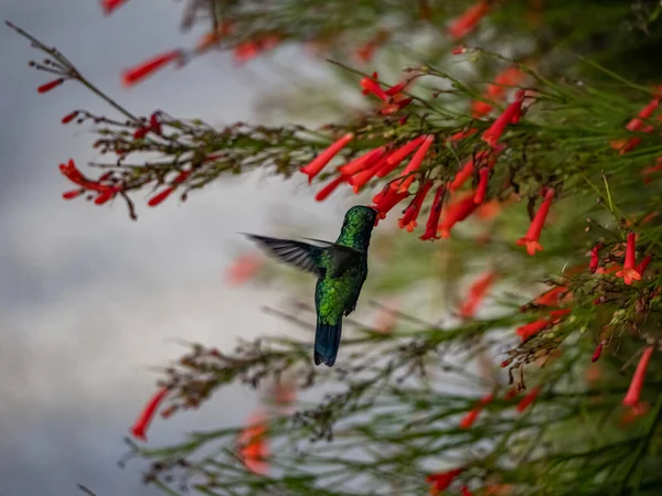 Beija Flor Voo Perto Arbusto Com Flores Vermelhas — Fotografia de Stock