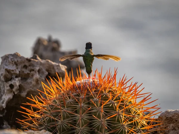 Koliber Locie Pobliżu Kwiatu Kaktusa — Zdjęcie stockowe