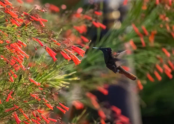 Kolibri Flykt Nära Busken Med Röda Blommor — Stockfoto