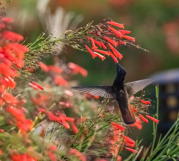 Kolibřík Letu Keře Červenými Květy — Stock fotografie