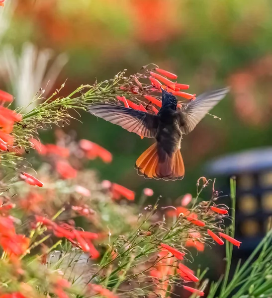 Koliber Locie Pobliżu Krzaków Czerwonymi Kwiatami — Zdjęcie stockowe