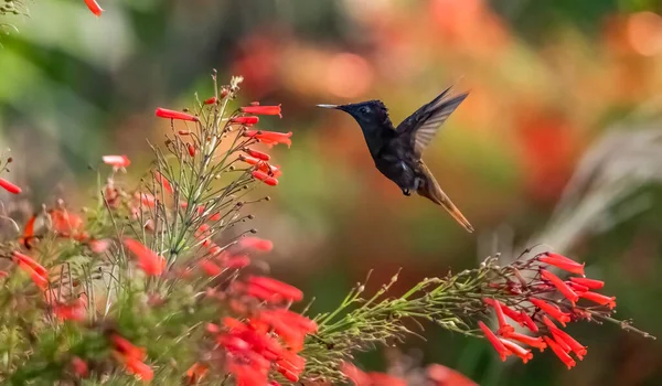 Kolibri Repül Közel Bokor Vörös Virágok — Stock Fotó