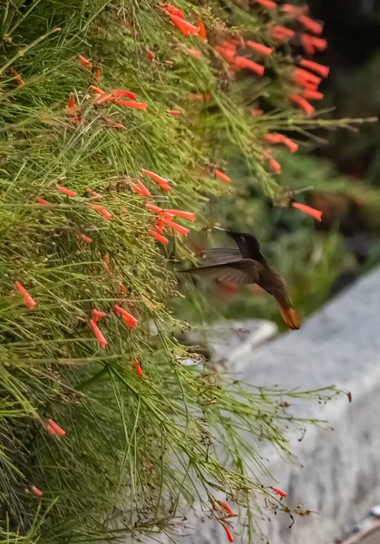 赤い花と茂みの近くの飛行中のハチドリ — ストック写真