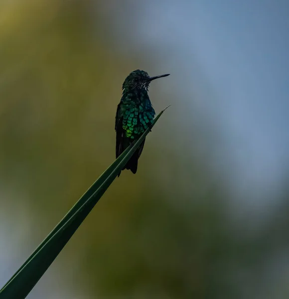 Widok Kolibra Przyrodzie — Zdjęcie stockowe